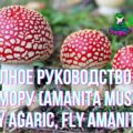 Полное руководство по мухомору (Amanita Muscaria, Fly Agaric, Fly Amanita)