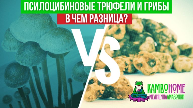 Псилоцибиновые трюфели и грибы - в чем разница?