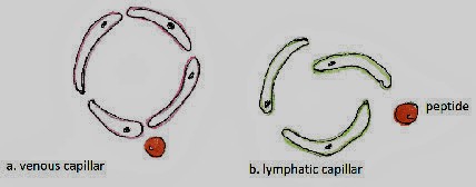 Рисунок 2. Поперечное сечение лимфатического сосуда в сравнении с венулой: структура лимфатического сосуда рыхлая, а венулы - плотная.