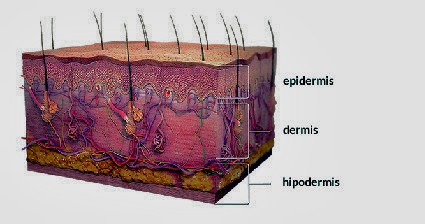 Рисунок 1.Схематическое поперечное сечение кожи. 