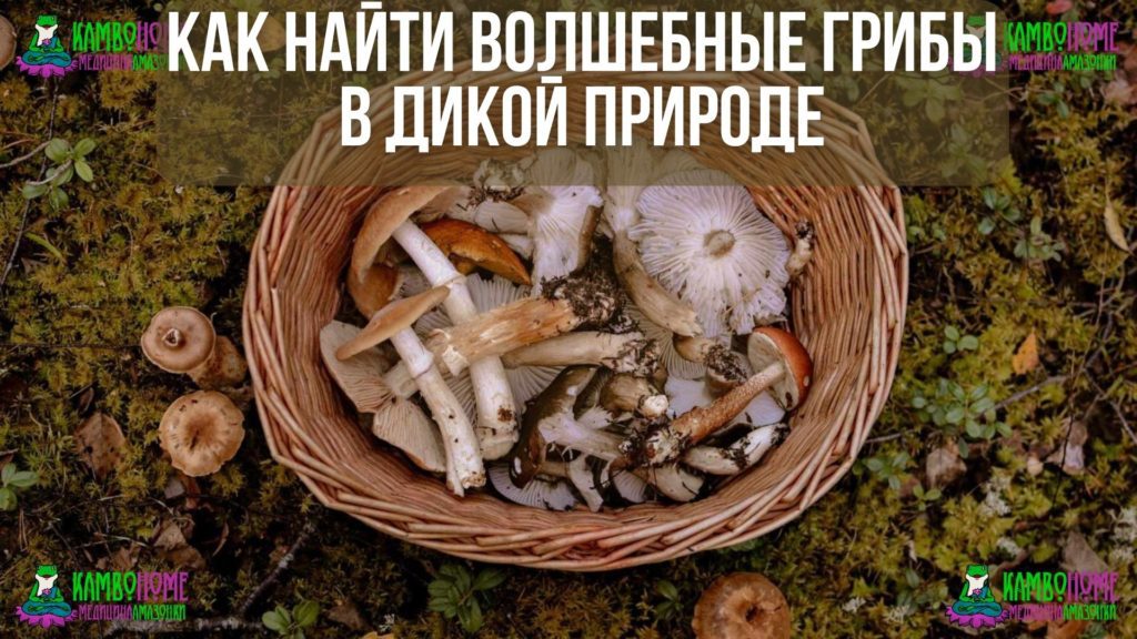 Как найти волшебные грибы в дикой природе
