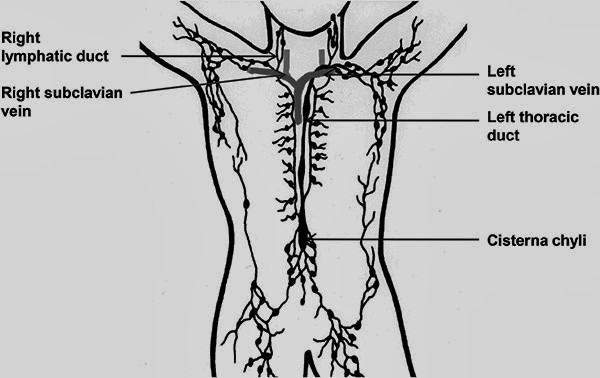 Рисунок 3. Лимфатическая система. Адаптировано из Wikimedia Commons.