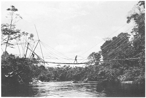 Рис. 3. 40-метровый мост из лозы джунглей через реку Матурака, сделанный индейцами Яномамо из деревни Кабуриве-тери.