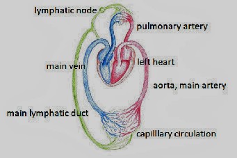 Рисунок 4. Взаимосвязь кровеносной и лимфатической систем. Красным цветом обозначена артериальная, насыщенная кислородом кровь, синим - венозная, лишенная кислорода. Фиолетовым цветом обозначены капиллярные сосуды, в которых возможен обмен кислородом с окружающими тканями.