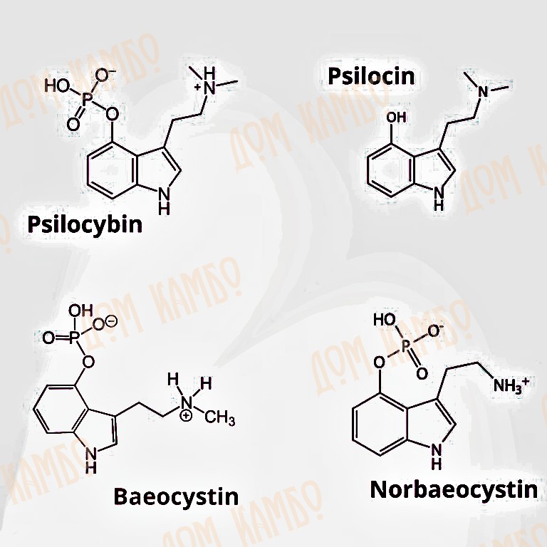 Молекулярные структуры псилоцибина, псилоцина, баэоцистина и норбаэоцистина
