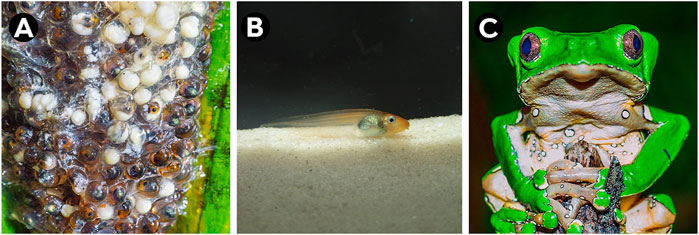 РИСУНОК 2. Различные онтогенетические стадии Phyllomedusa bicolor: (A) яйца, (B) личинка (головастик) и (C) взрослая особь. Фотографии: A и (C) Wirley Almeida; (B) Domingos Rodrigues.