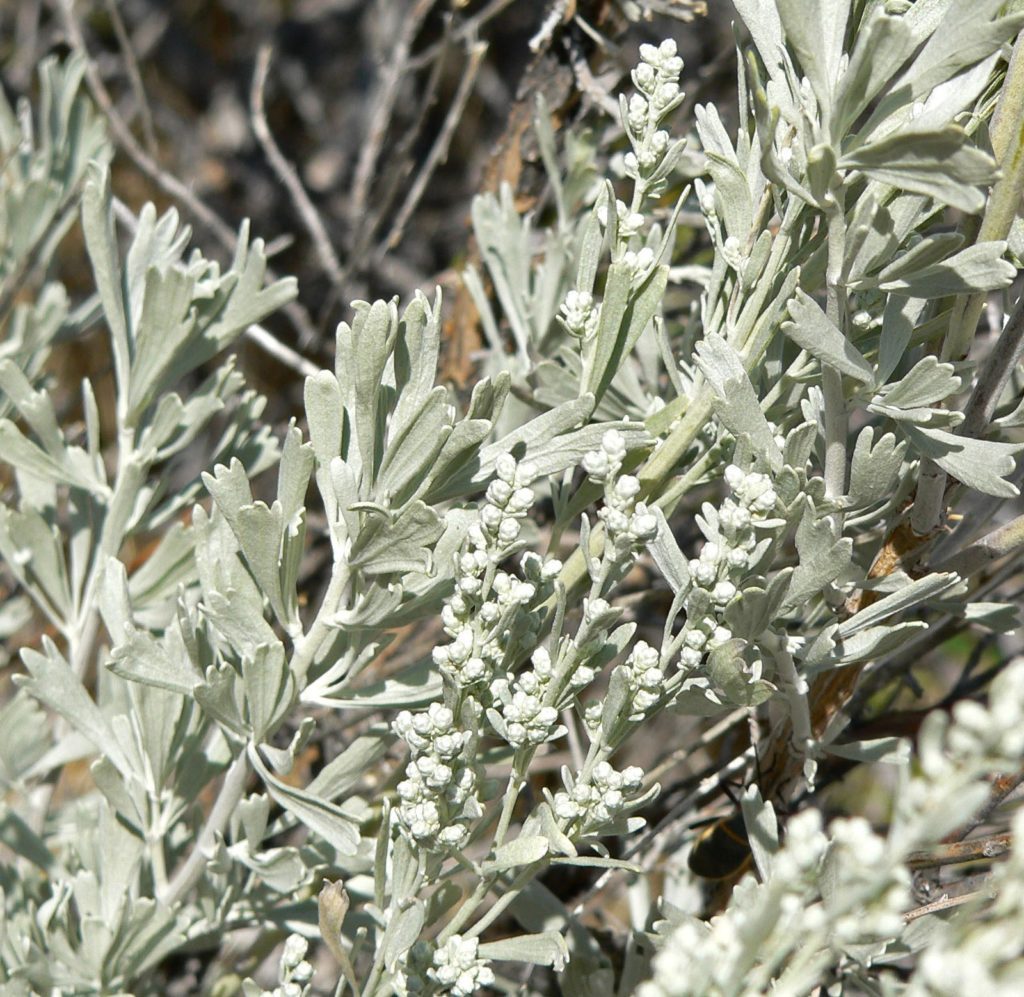 Полынь трёхзубчатая Artemisia Tridentata