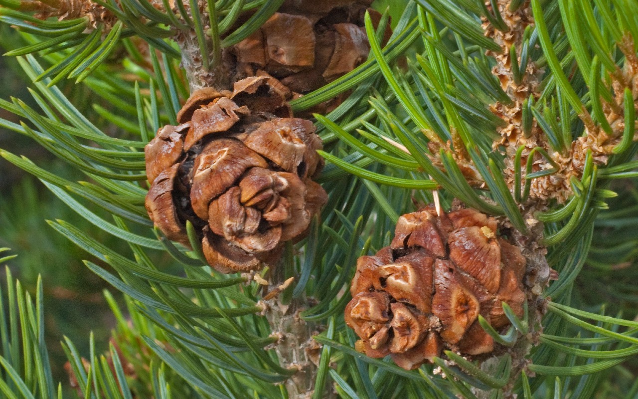 Сосна Pinus Edulis