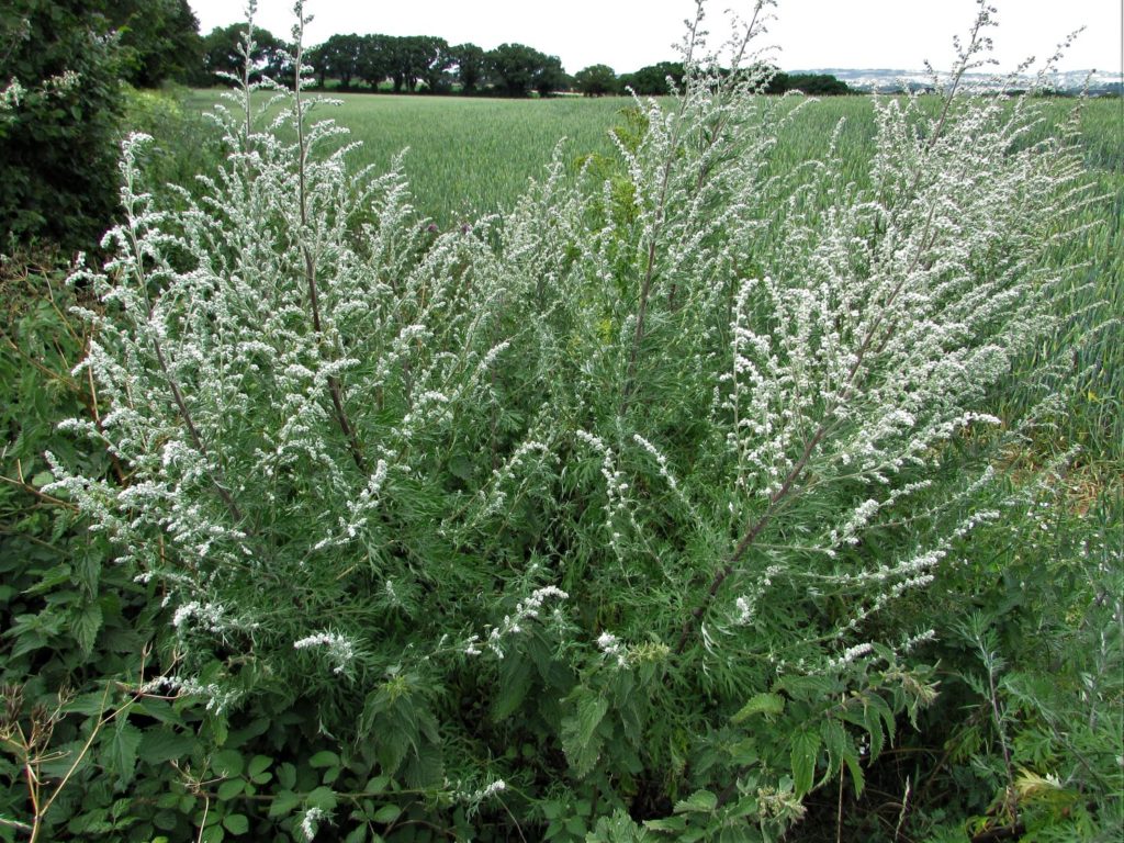 Полынь Обыкновенная Artemisia Vulgaris