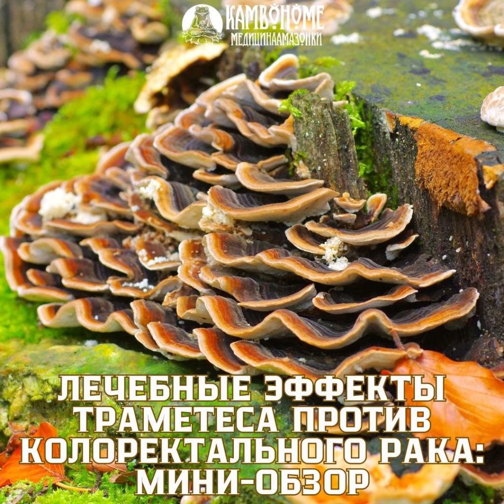 Анализ исследования: «Лечебные эффекты траметеса против колоректального рака: мини-обзор»