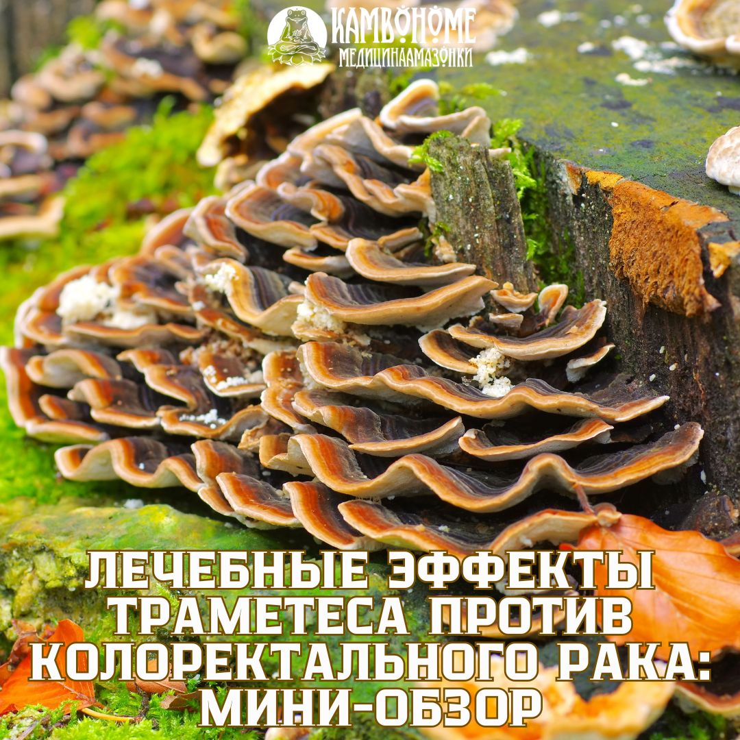 Анализ исследования: «Лечебные эффекты траметеса против колоректального рака: мини-обзор»